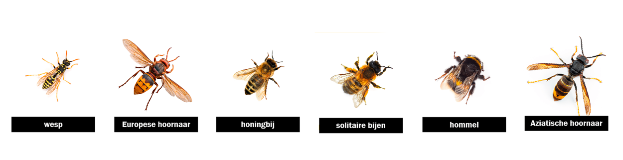banner overzicht bijen wespen