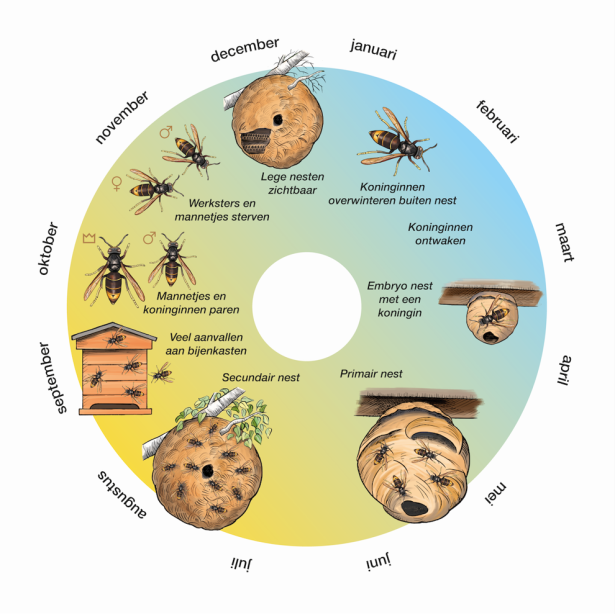 de jaarcyclus van een aziatische hoornaar